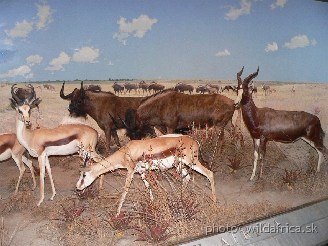 Picture 214.jpg - South African plain - springboks, Black wildebeests and Bontebok.